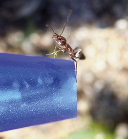 Photo of an aggressive Argentine ant. 